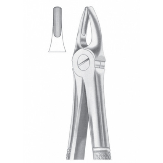 Fig.2 Upper Laterals & Canines