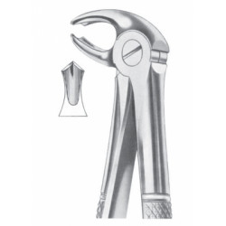 Fig. 22 lower molars