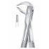 Fig. 81 lower premolars and roots