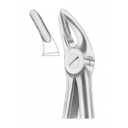  Fig. 136 upper premolars and roots