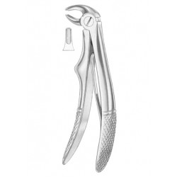 KLEIN (Fig. 221) lower incisors