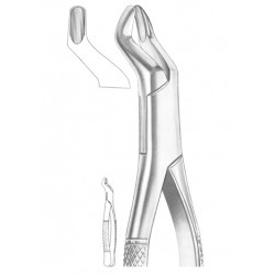  Fig. 10S upper molars