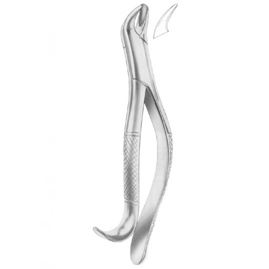  Fig. 20R upper molars right