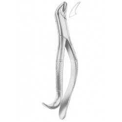  Fig. 20R upper molars right