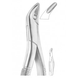  Fig. 62 incisors, premolars, deciduous teeth