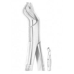 NEVIUS Fig. 88R upper molars right