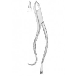 KELLS Fig. 99A upper incisors, canines, premolars