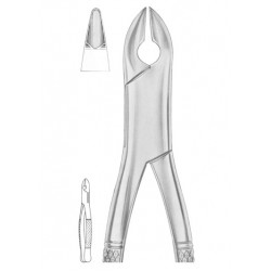  KELLS Fig. 99C upper incisors, canines, premolars