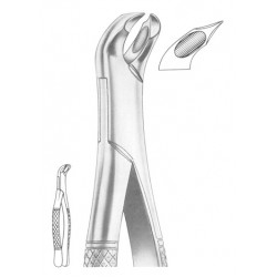  WOODWARD Fig. 335/FS lower molars